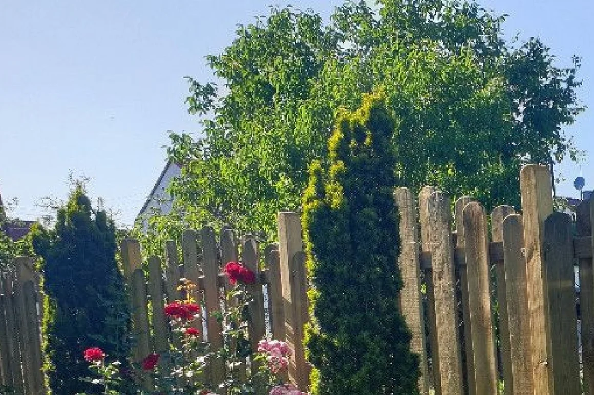 Gartenzaun aus Holz mit roten Rosen